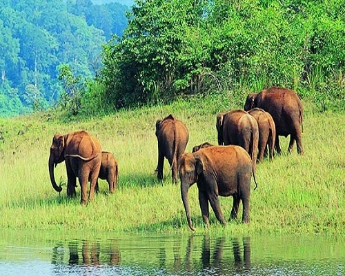 wildlife tour packages - Valparai